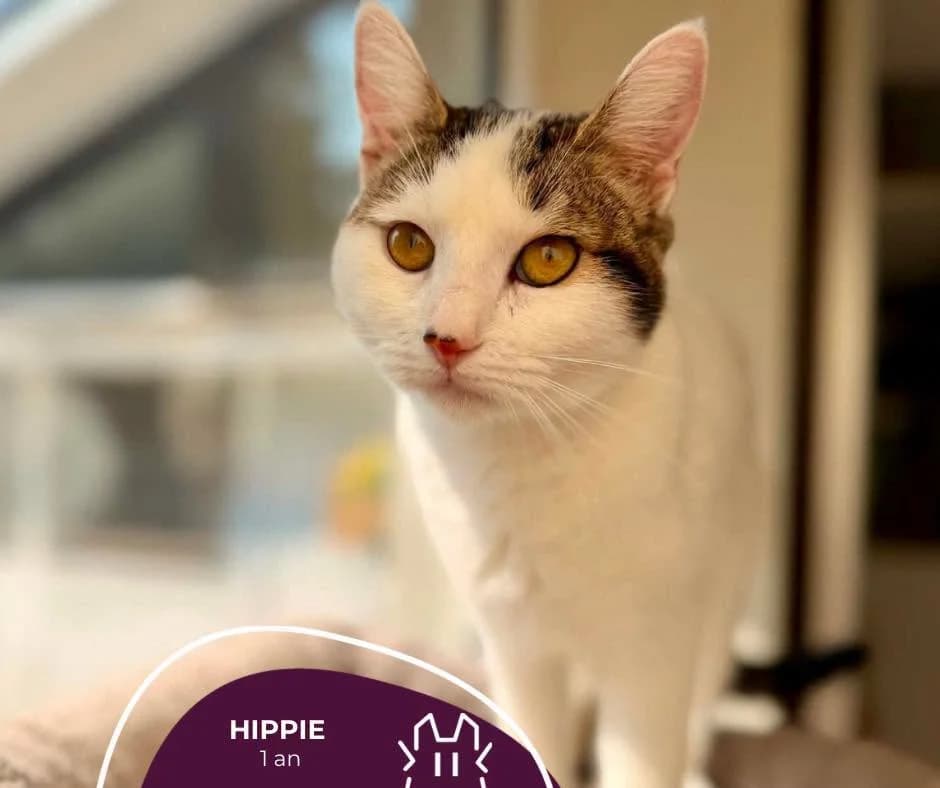 HIPPIE, puppy Mixed Breed for adoption at Refuge Le Chat Et La Vie, Louvigny