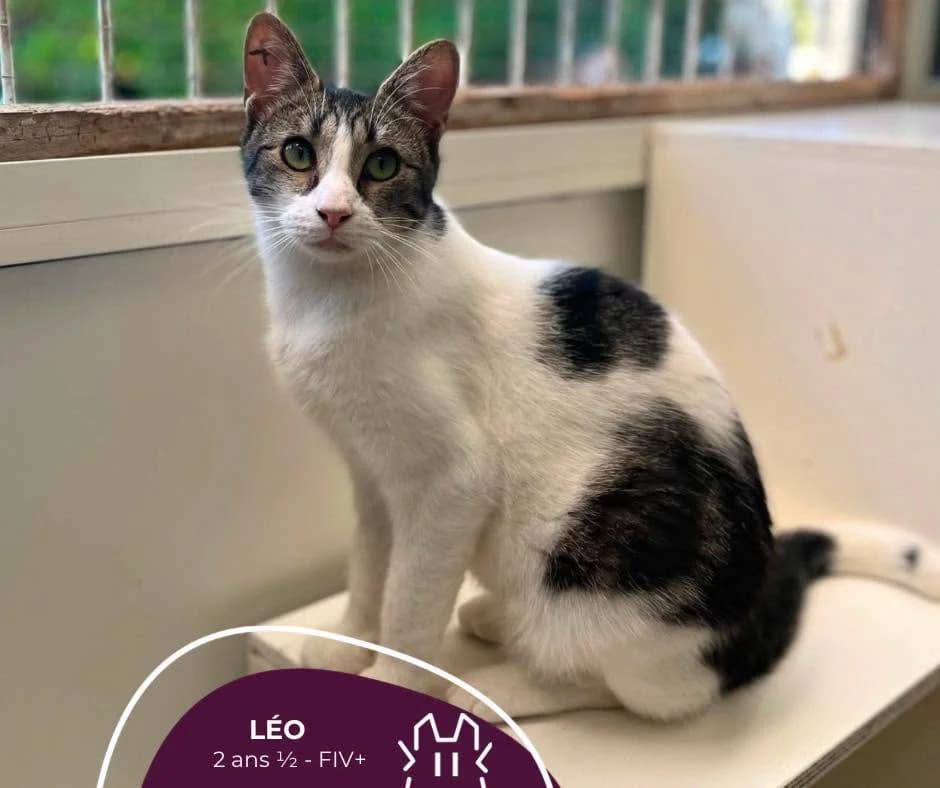 LÉO, Mixed Breed for adoption at Refuge Le Chat Et La Vie, Louvigny