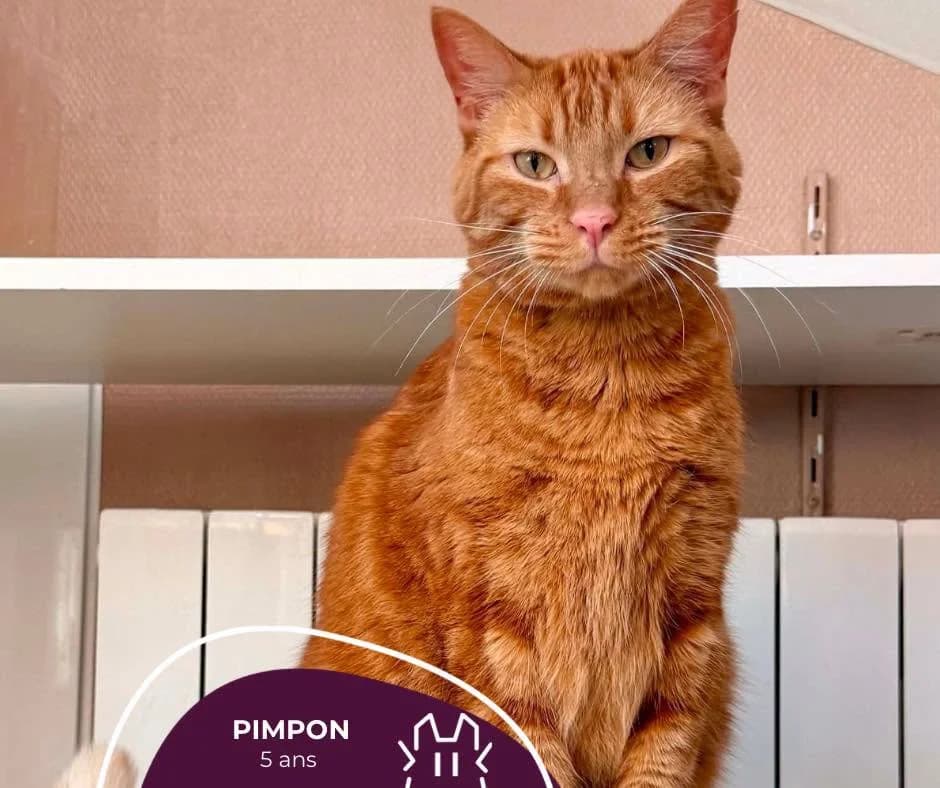PIMPON, puppy Mixed Breed for adoption at Refuge Le Chat Et La Vie, Louvigny