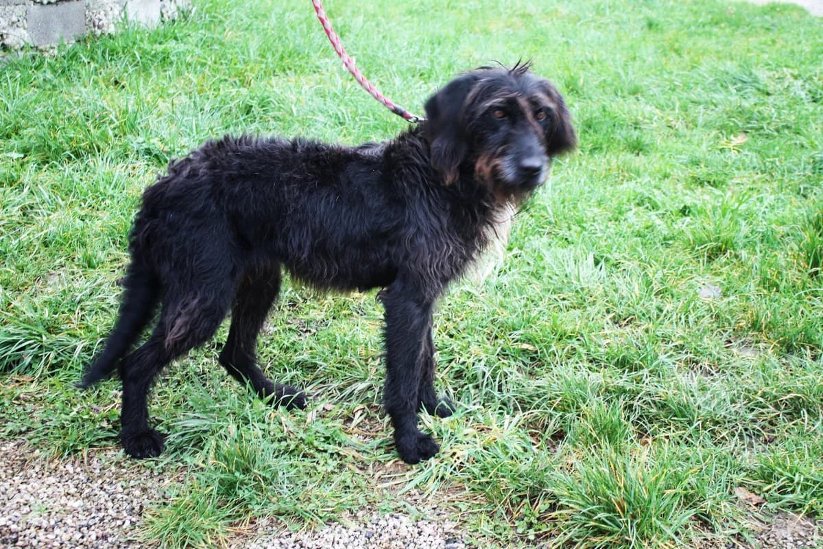 FIFILLE, female senior Mixed Breed for adoption at Refuge du Mordant, Metz