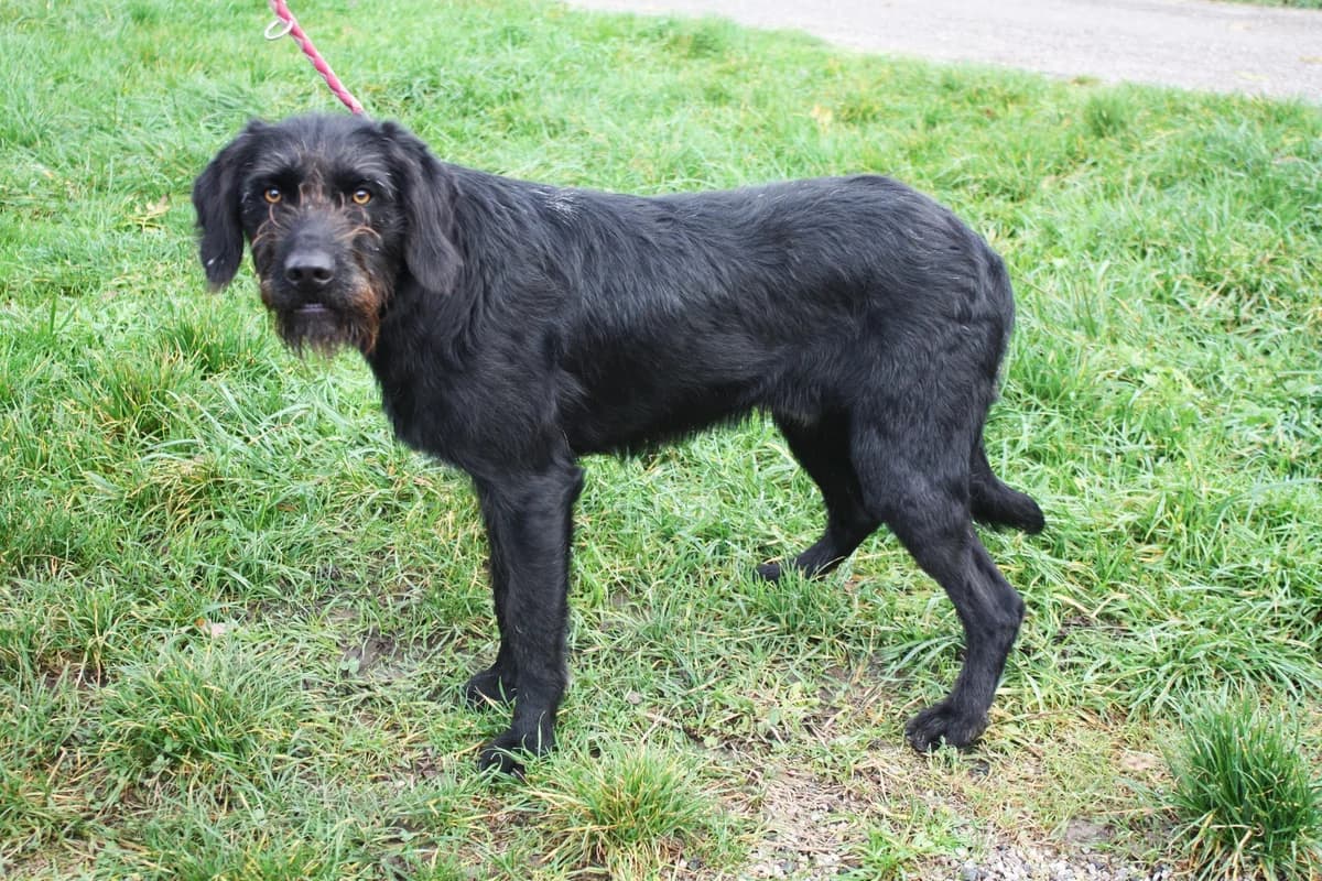SVEN, male 5yo Mixed Breed for adoption at Refuge du Mordant, Metz