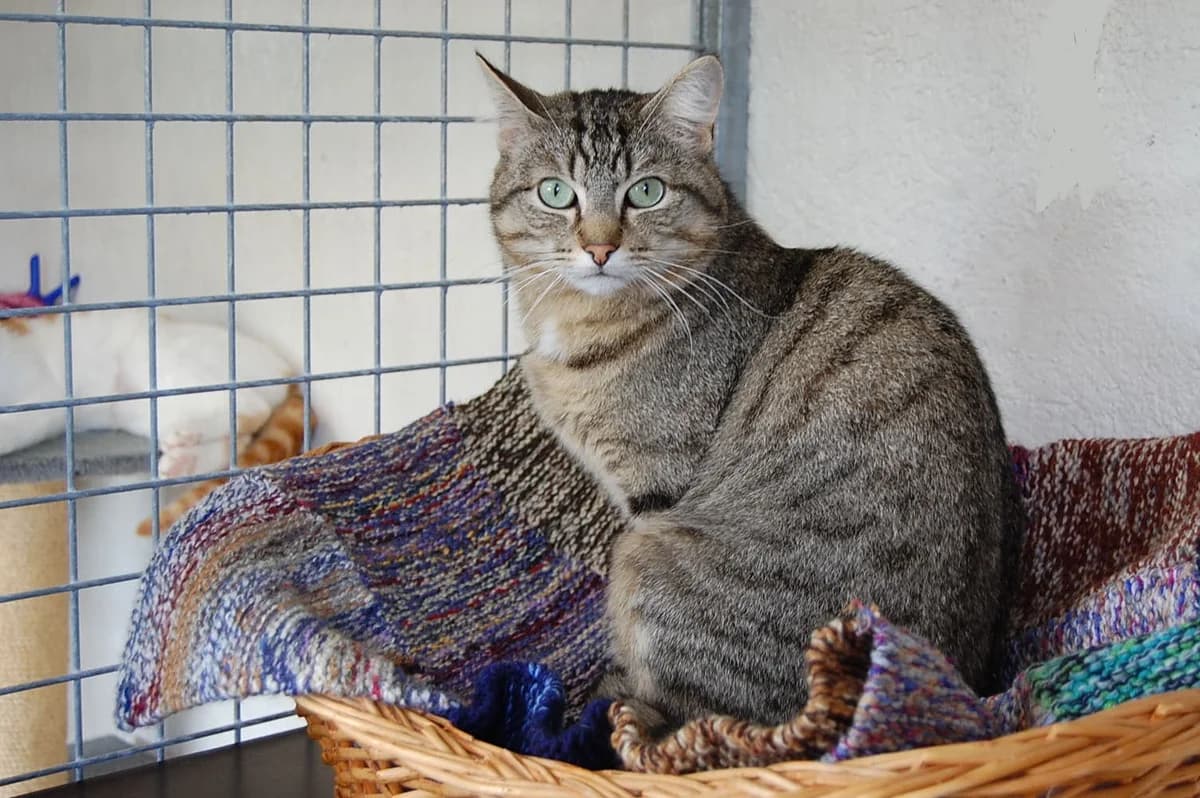 OMER, male 7yo Mixed Breed for adoption at Refuge du Mordant, Metz