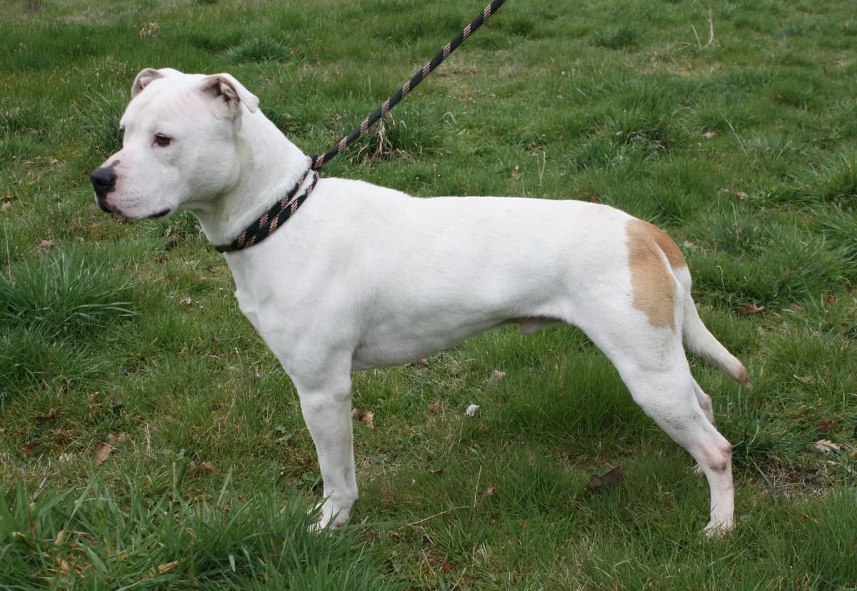 FALCO, male 3yo American Staffordshire Terrier for adoption at Refuge du Mordant, Metz