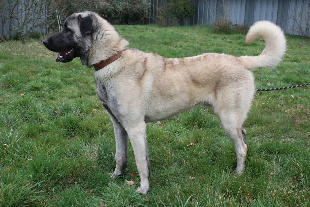 ATLAS, male young Mixed Breed for adoption at Refuge du Mordant, Metz