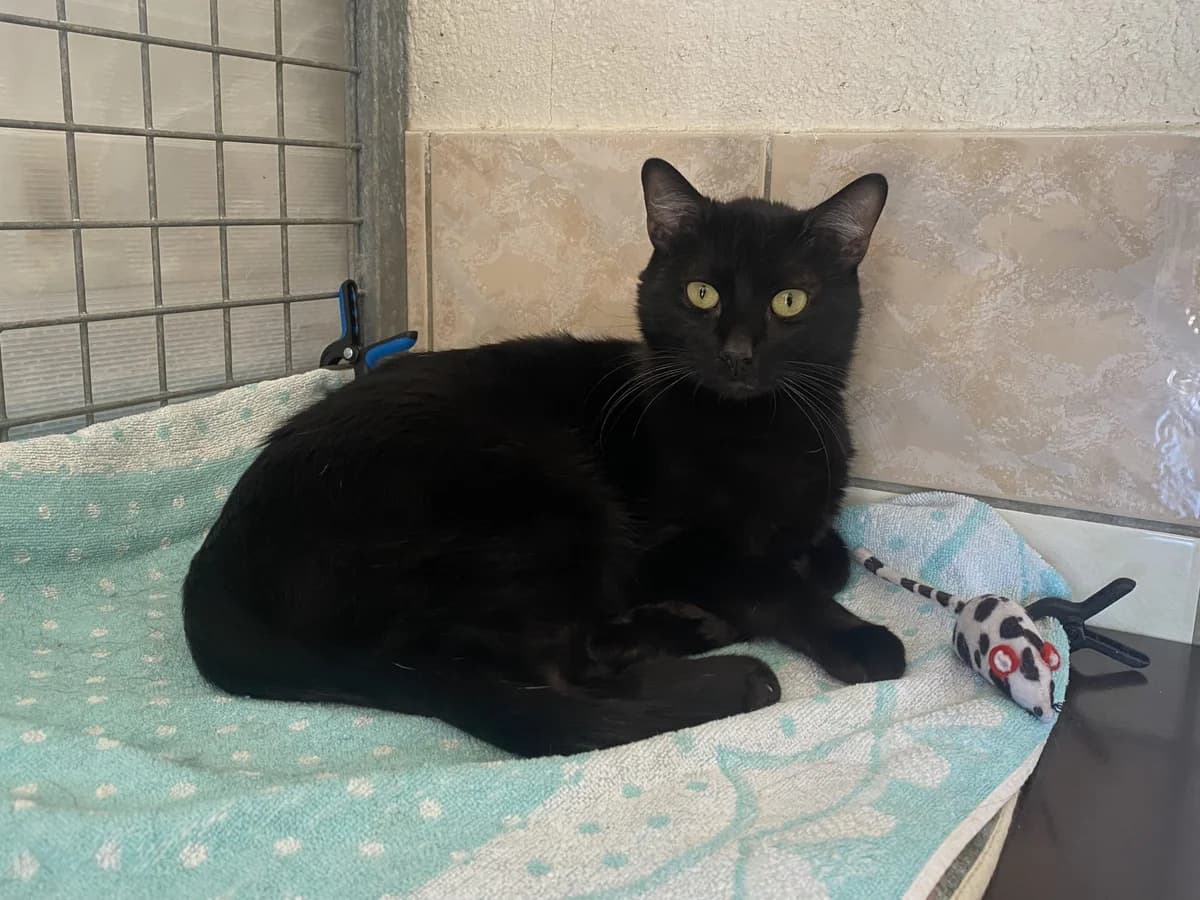 BENJI, male young Mixed Breed for adoption at Refuge du Mordant, Metz