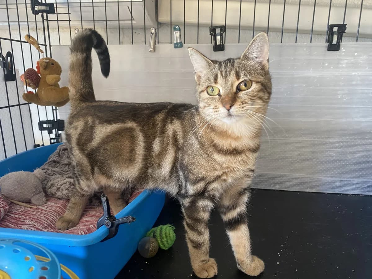 YONAS, female young Mixed Breed for adoption at Refuge du Mordant, Metz