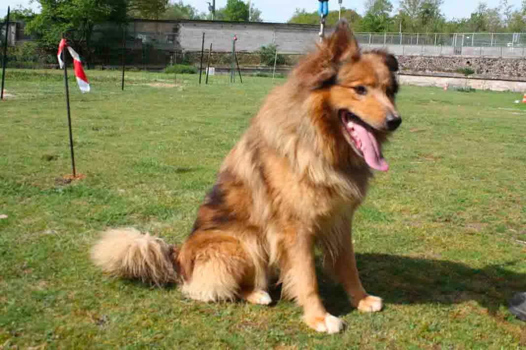 IRON, male senior Mixed Breed for adoption at Refuge du Mordant, Metz