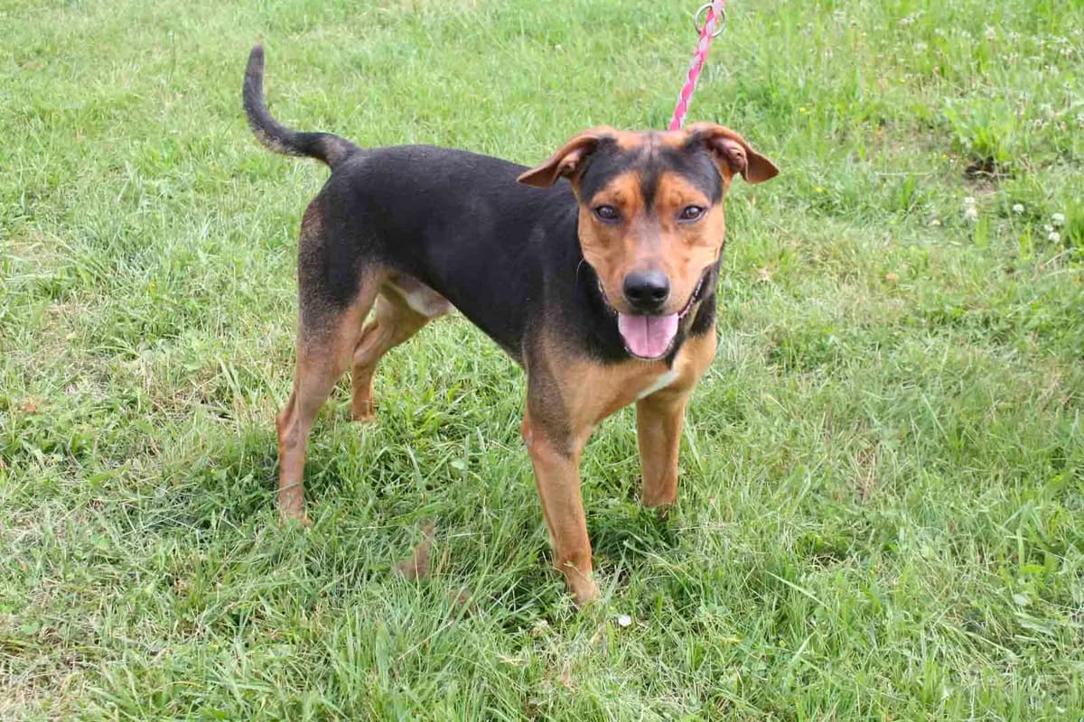 HENNESSY, male 7yo mixed breed for adoption at Refuge du Mordant, Metz