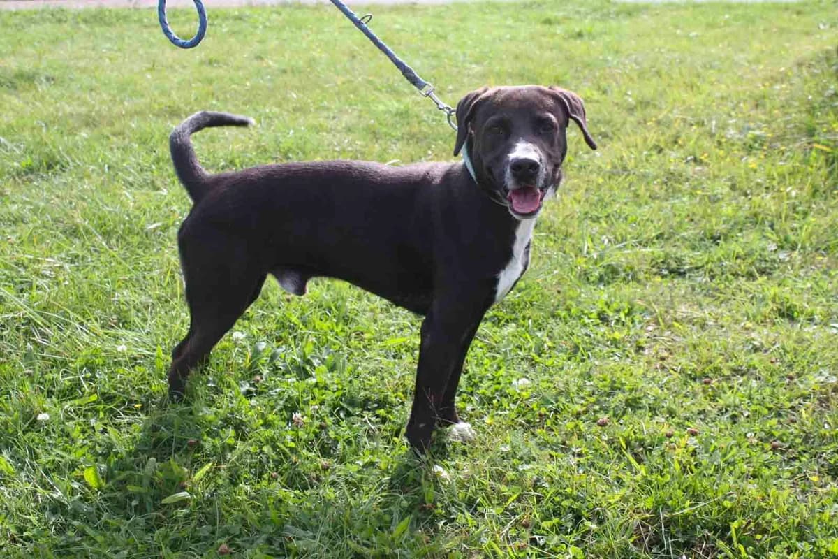 MIGUEL, male 6yo Mixed Breed for adoption at Refuge du Mordant, Metz