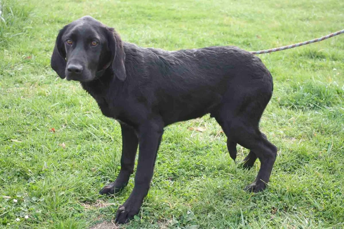 SALVA, male 5yo mixed breed for adoption at Refuge du Mordant, Metz