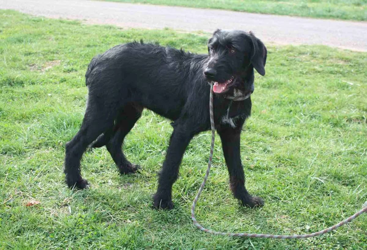SAYAN, male 5yo mixed breed for adoption at Refuge du Mordant, Metz