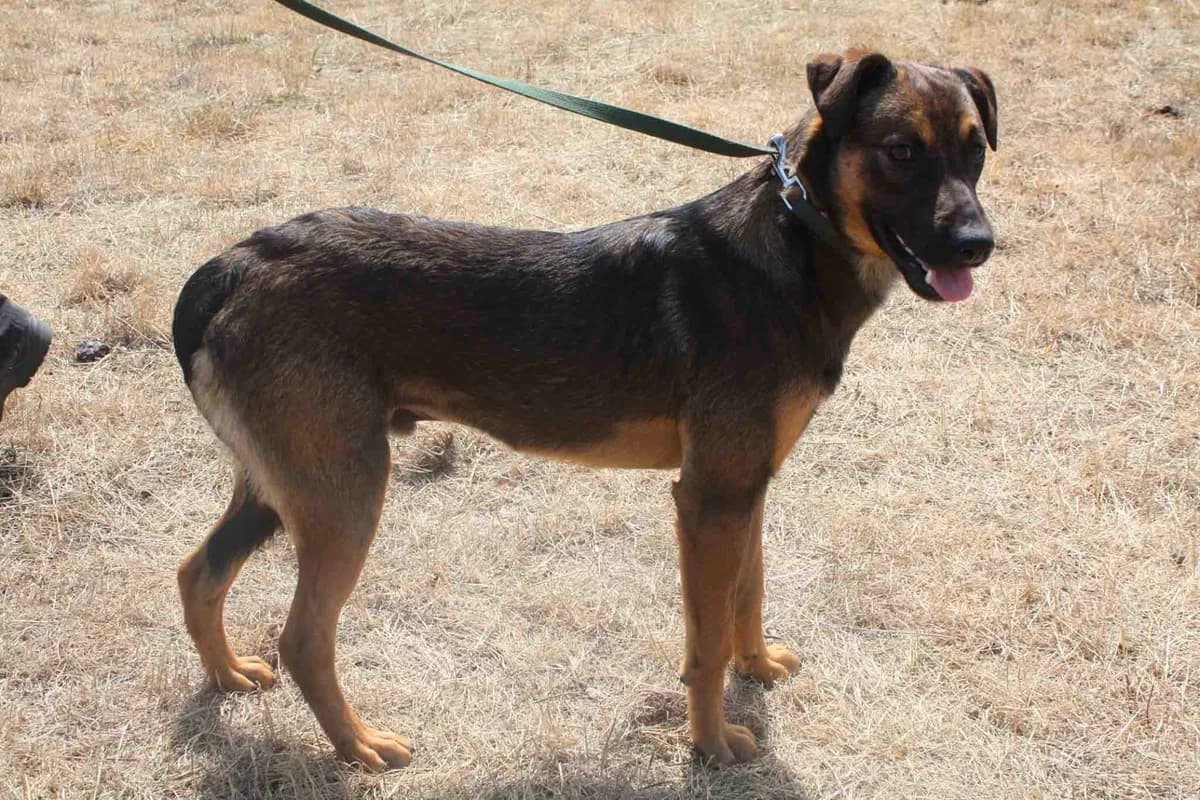 FRAGER, male 7yo Mixed Breed for adoption at Refuge du Mordant, Metz