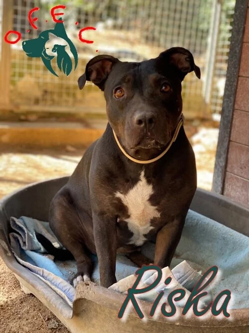 Riska, female Mixed Breed for adoption at Refuge Oscar Felix et Compagnie