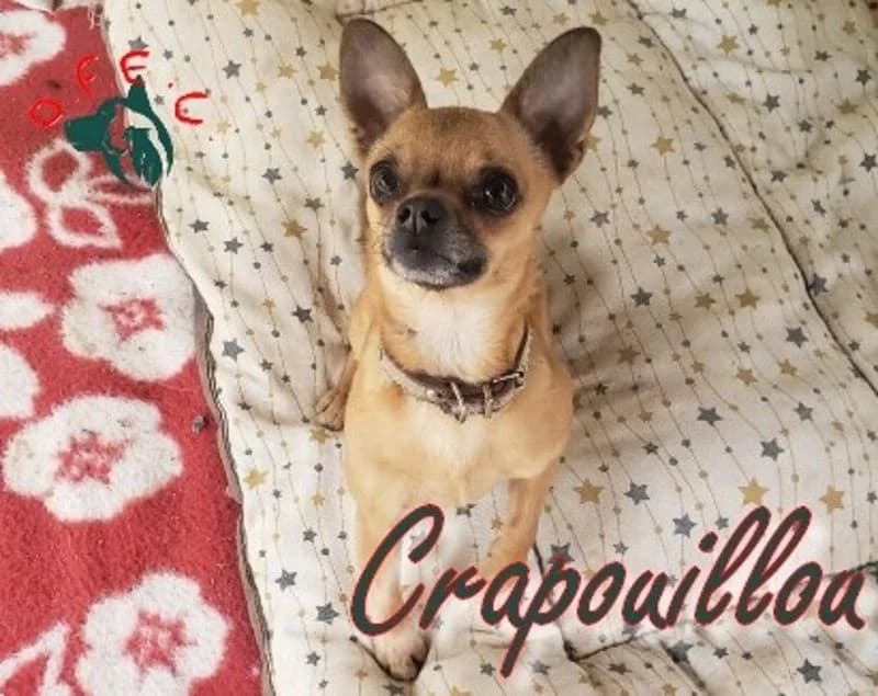 Crapouillou, male Mixed Breed for adoption at Refuge Oscar Felix et Compagnie