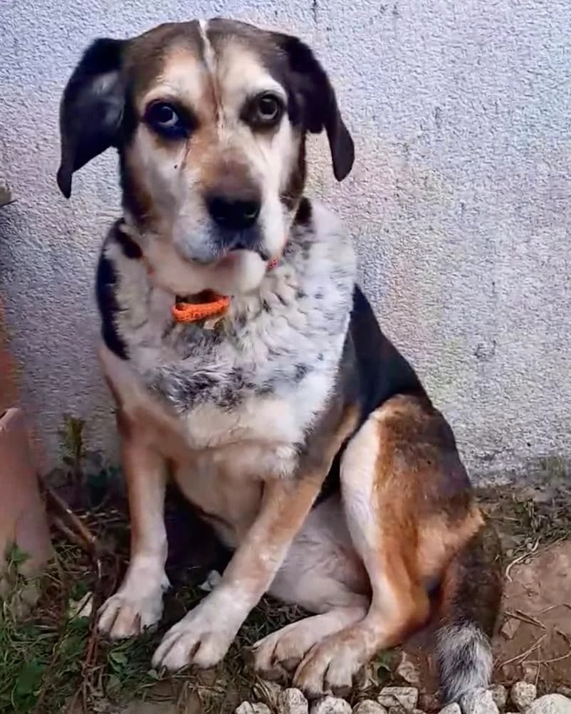CHOUPI, female senior Beagle for adoption at Refuge Oléronais, Oléron