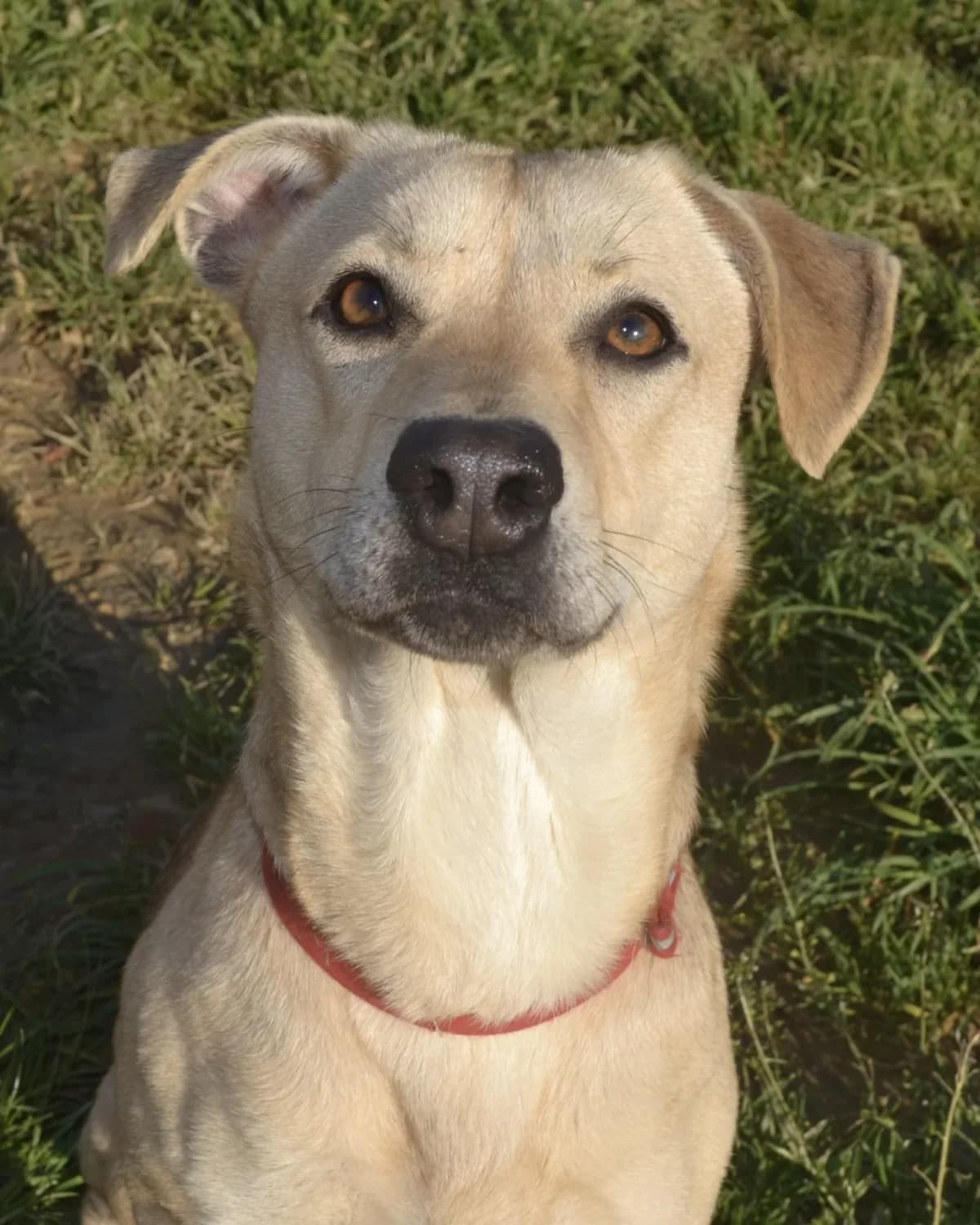 FAUNE, female mixed breed for adoption at Refuge Oléronais, Oléron