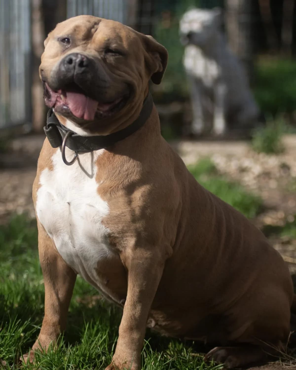KENNA, female American Bully for adoption at Refuge Oléronais, Oléron