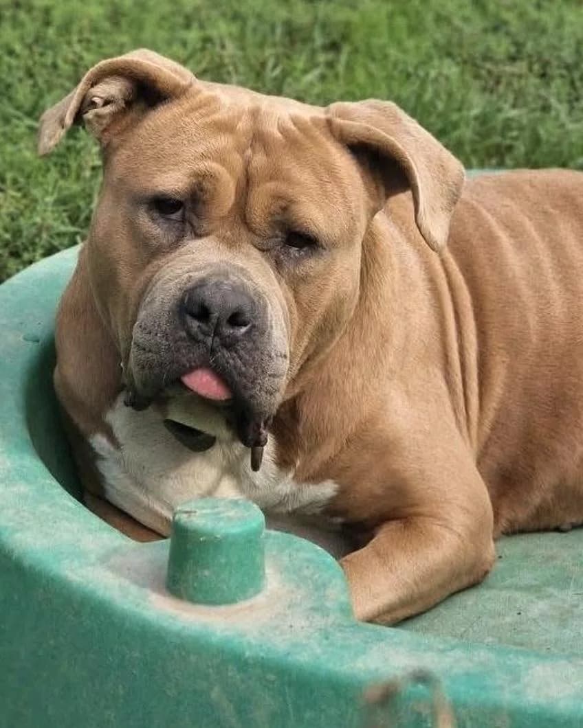 KENNA, female 7yo American Bully for adoption at Refuge Oléronais, Oléron