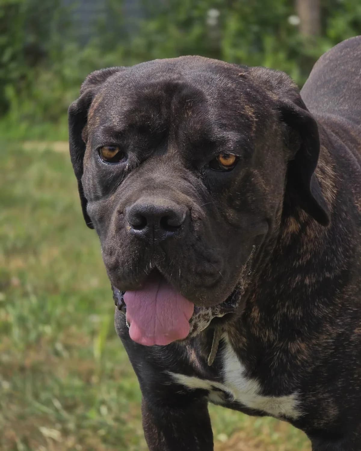 MASSIMO, male Cane Corso for adoption at Refuge Oléronais, Oléron