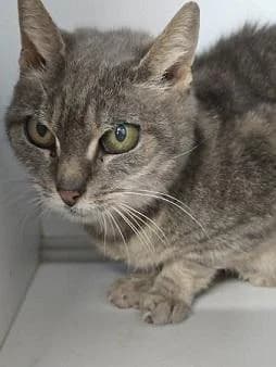 MINOUCHETTE, female European Shorthair for adoption at Refuge Oléronais, Oléron