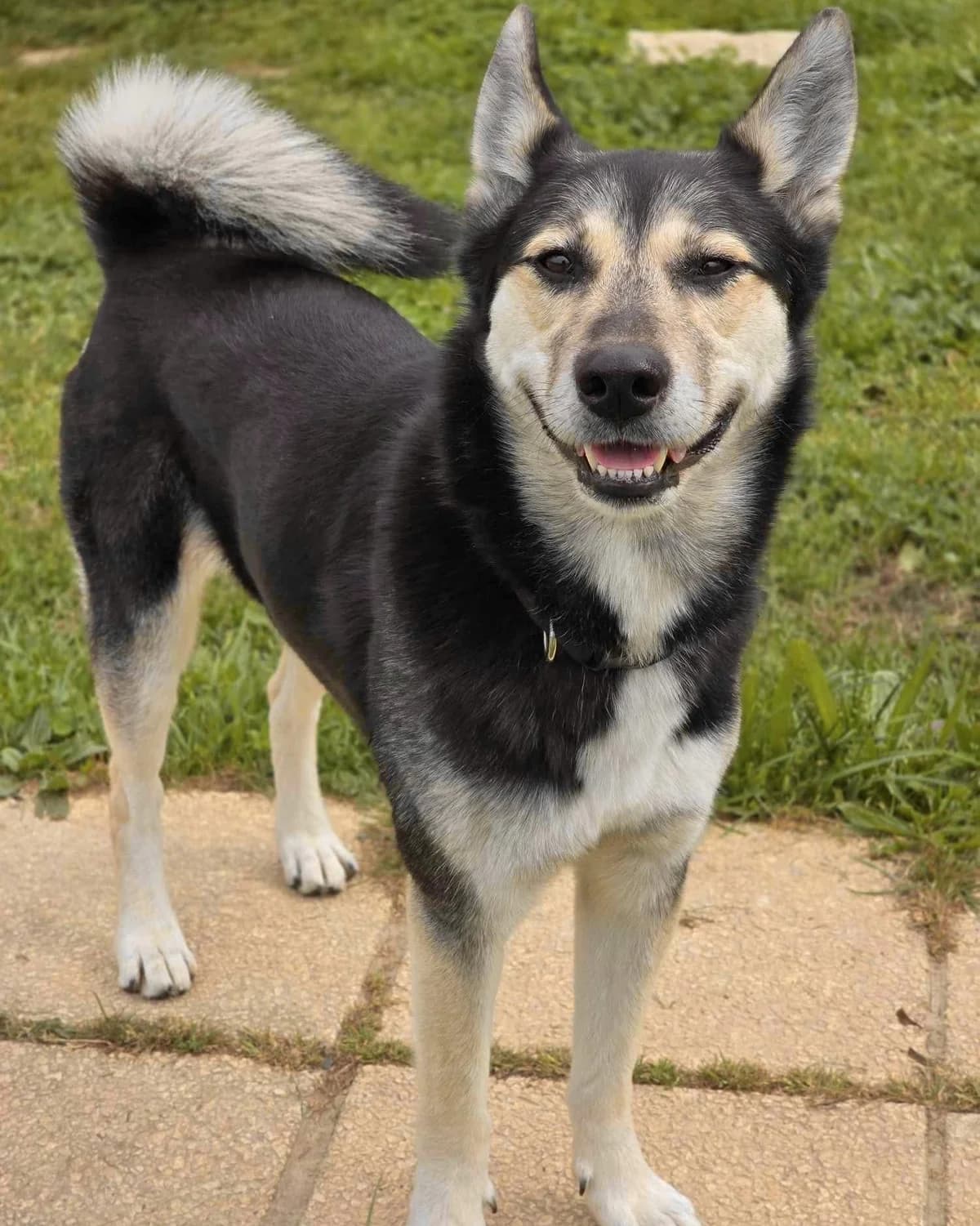 PIXIE, female 7yo Husky for adoption at Refuge Oléronais, Oléron