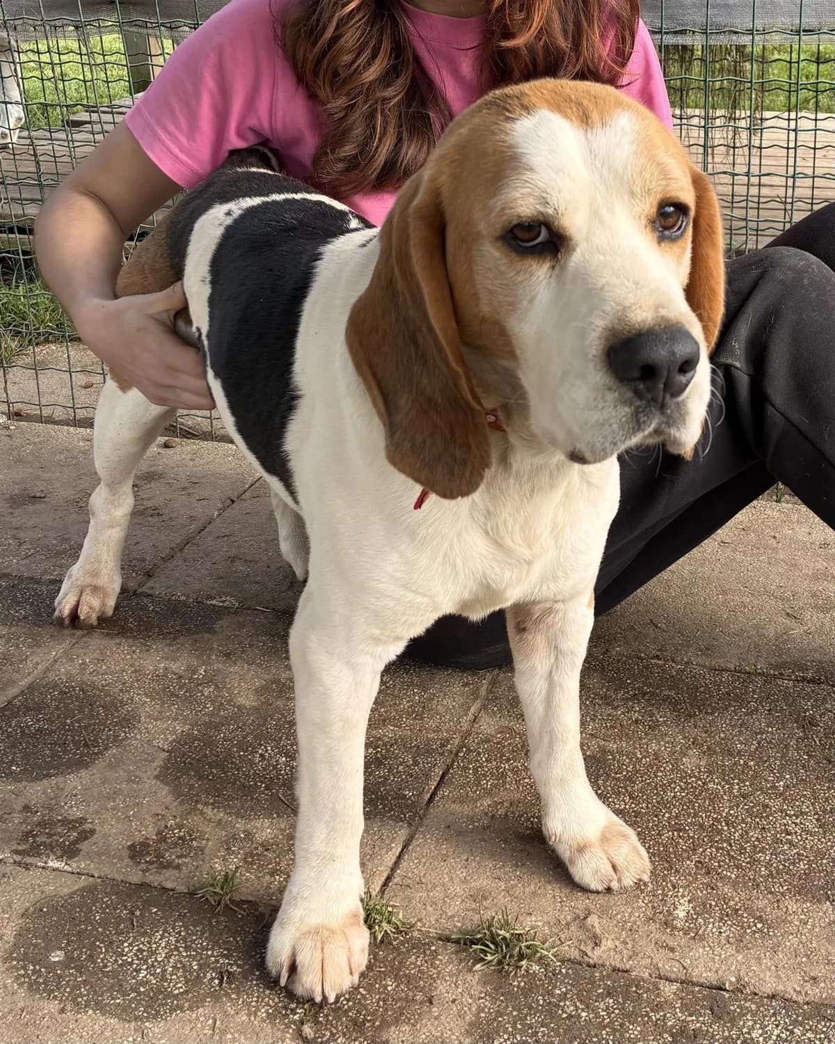 RIALTO, male Beagle for adoption at Refuge Oléronais, Oléron