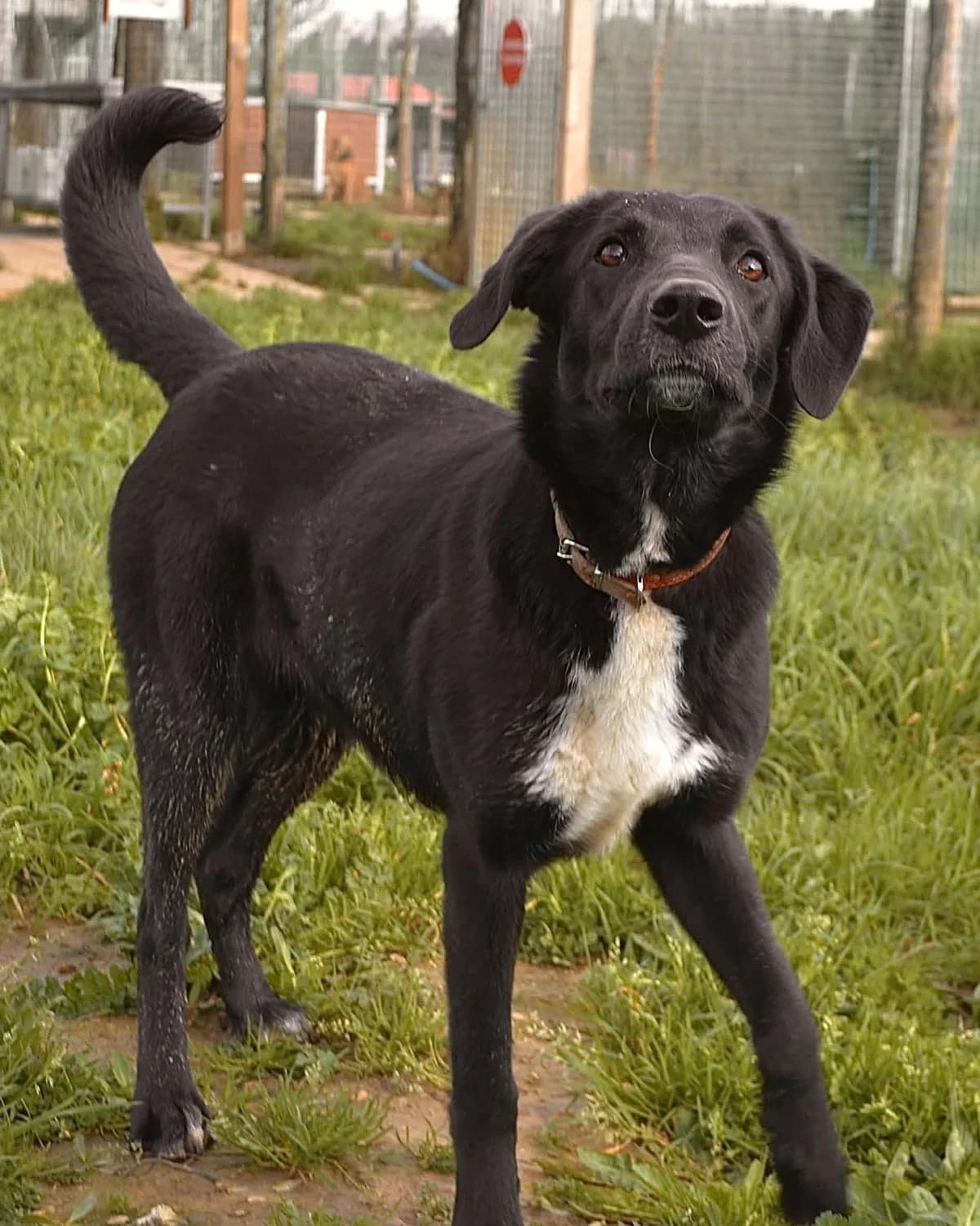 SUZIE, female 3yo mixed breed for adoption at Refuge Oléronais, Oléron