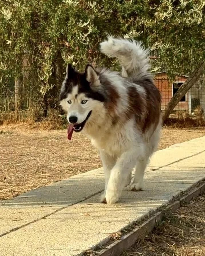 TAIKO, male 4yo Husky for adoption at Refuge Oléronais, Oléron