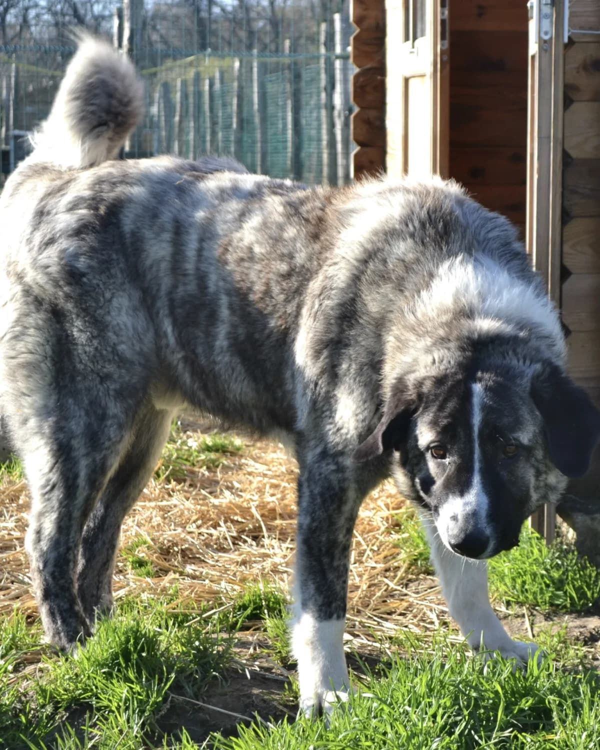 THOR, male mixed breed for adoption at Refuge Oléronais, Oléron