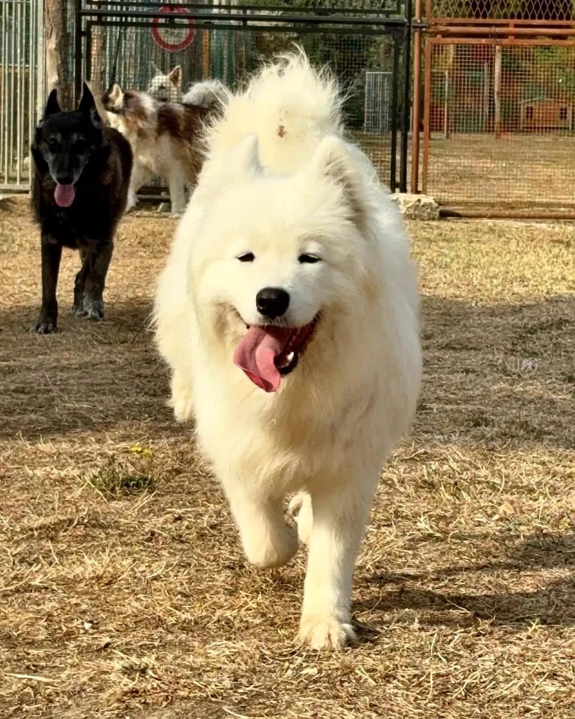 UNA, female 3yo Samoyed for adoption at Refuge Oléronais, Oléron