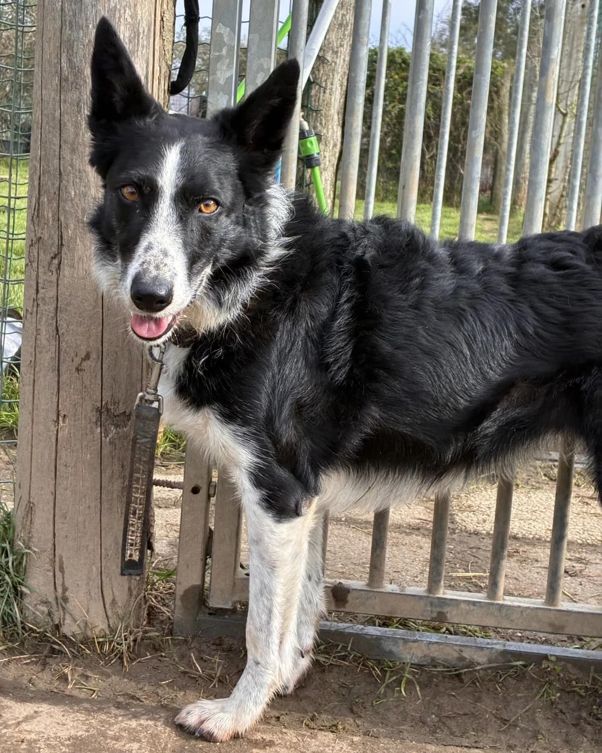VAKAM, female Border Collie for adoption at Refuge Oléronais, Oléron