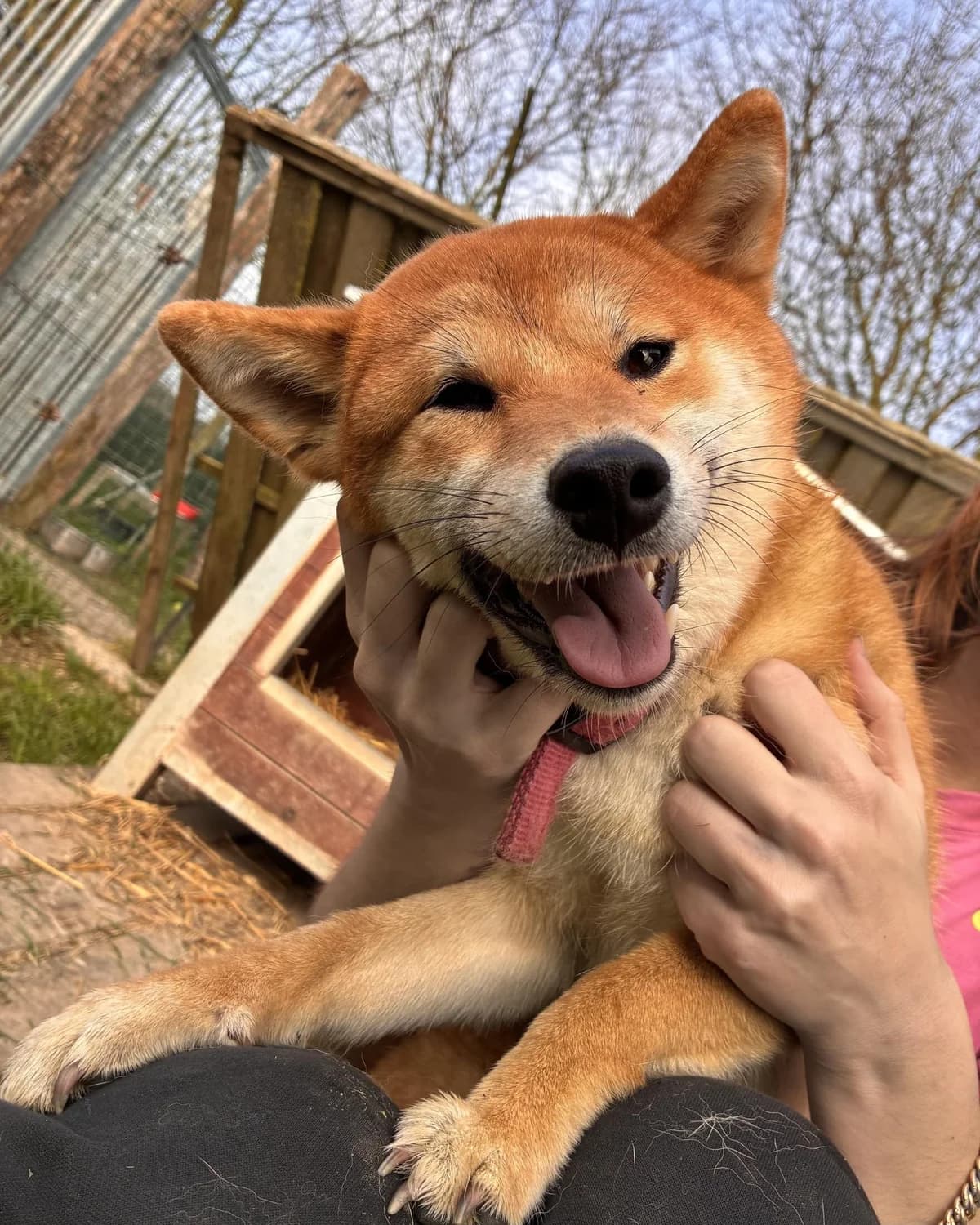VANILLE, female young Shiba Inu for adoption at Refuge Oléronais, Oléron