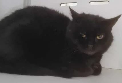 VERMICELLE, female 5yo European Shorthair for adoption at Refuge Oléronais, Oléron
