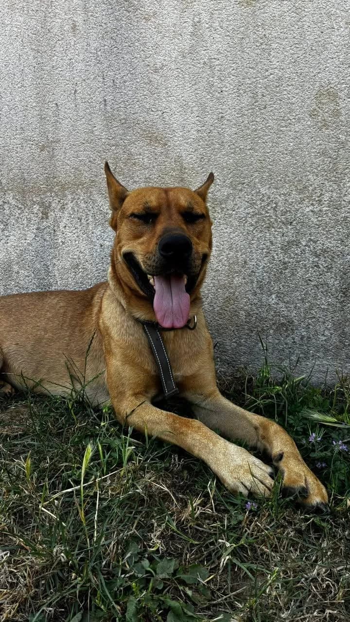 VOX, male 3yo Labrador Retriever for adoption at Refuge Oléronais, Oléron