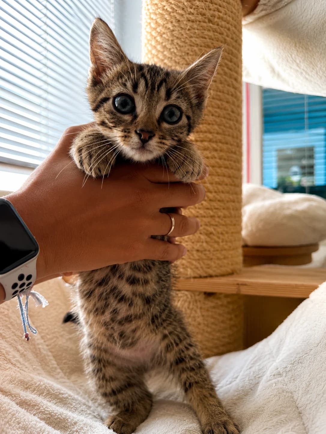 ANGELO - CHATON, male Mixed Breed for adoption at Refuge des Orphelins - Association Stéphane Lamart