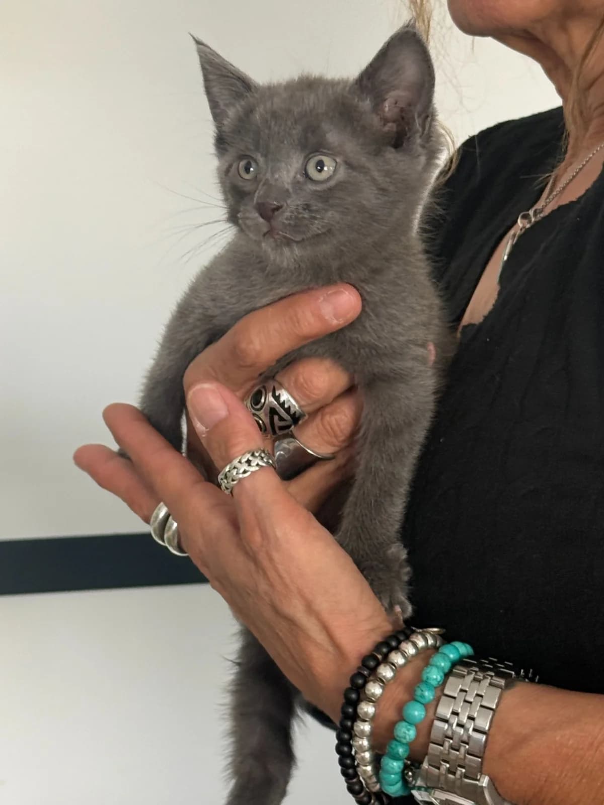 BALOO - 3 MOIS, male Mixed Breed for adoption at Refuge des Orphelins - Association Stéphane Lamart