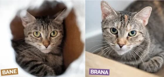 BRANA & BANE - 2 ET 3 ANS, female Mixed Breed for adoption at Refuge des Orphelins - Association Stéphane Lamart