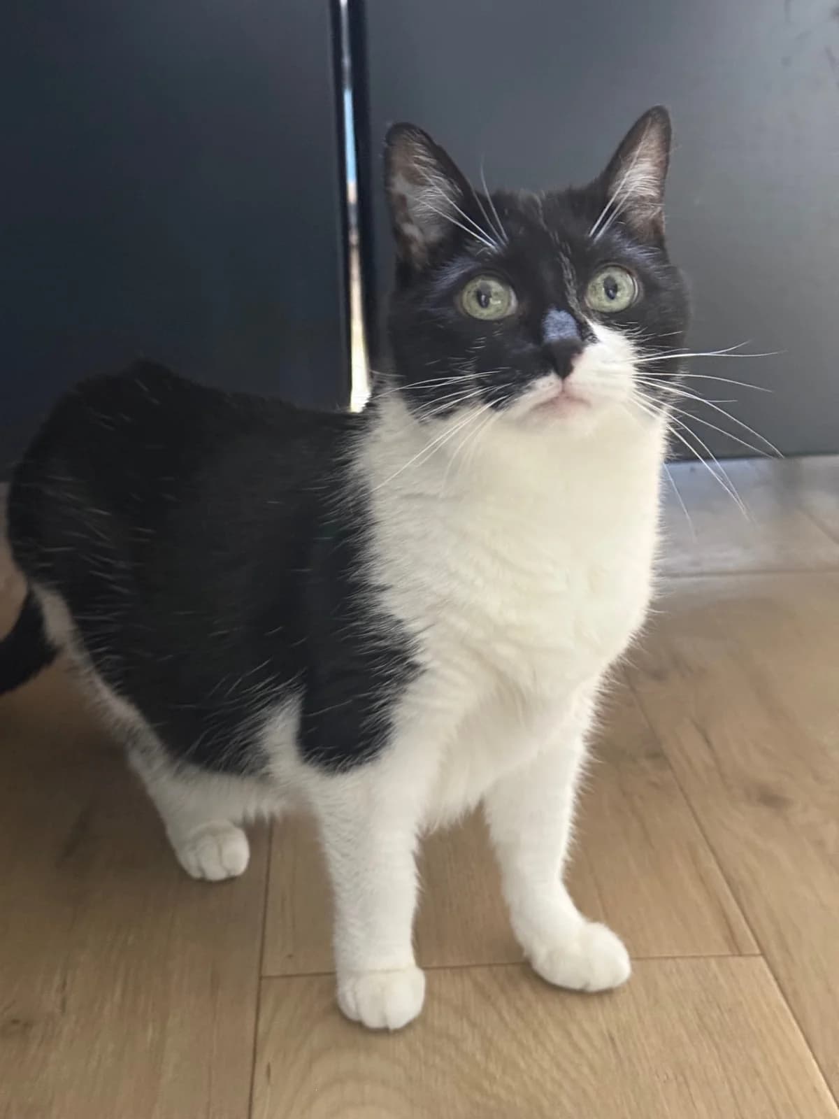 CÂLINE - 13 ANS, female senior Mixed Breed for adoption at Refuge des Orphelins - Association Stéphane Lamart