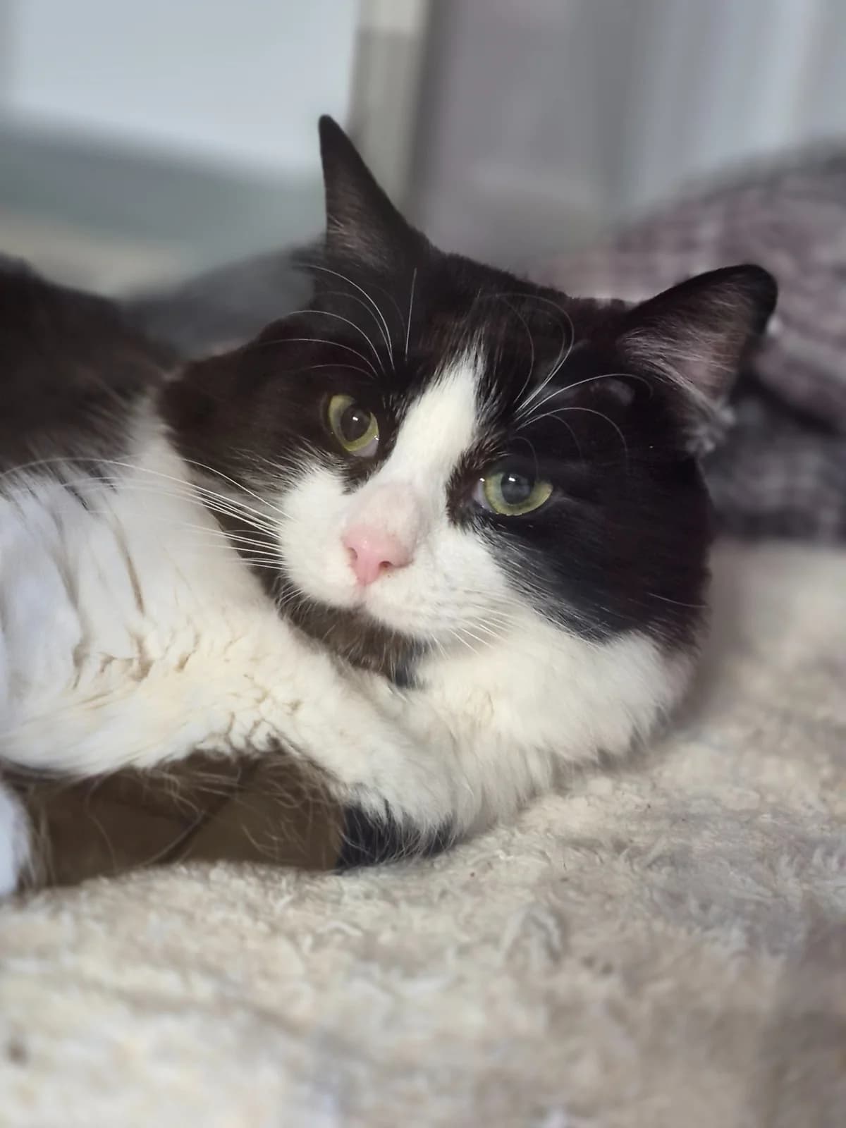 CHAT-MALLOW - 2 ANS, male young Mixed Breed for adoption at Refuge des Orphelins - Association Stéphane Lamart
