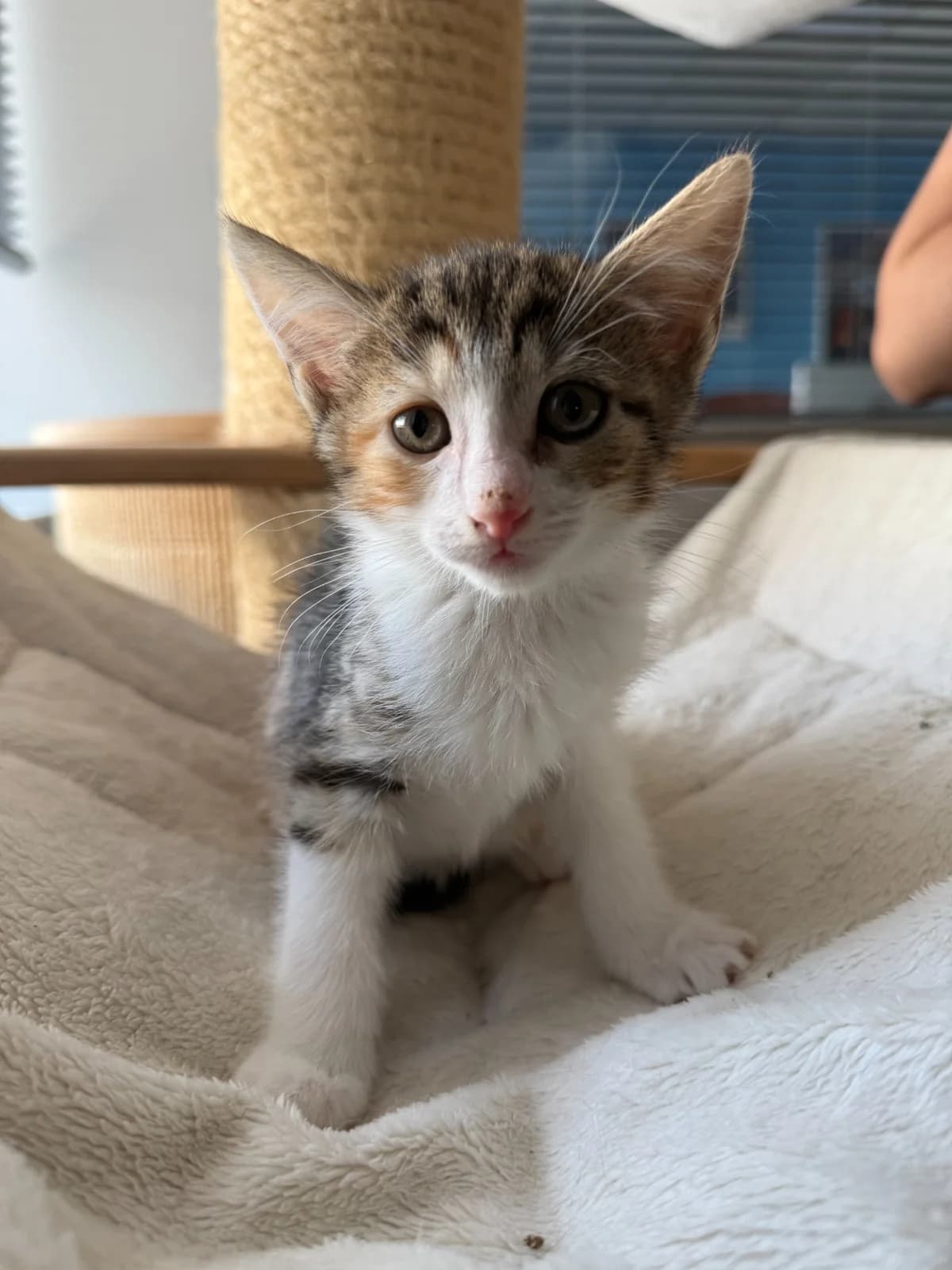 GABRIELLE - 2 MOIS, female Mixed Breed for adoption at Refuge des Orphelins - Association Stéphane Lamart
