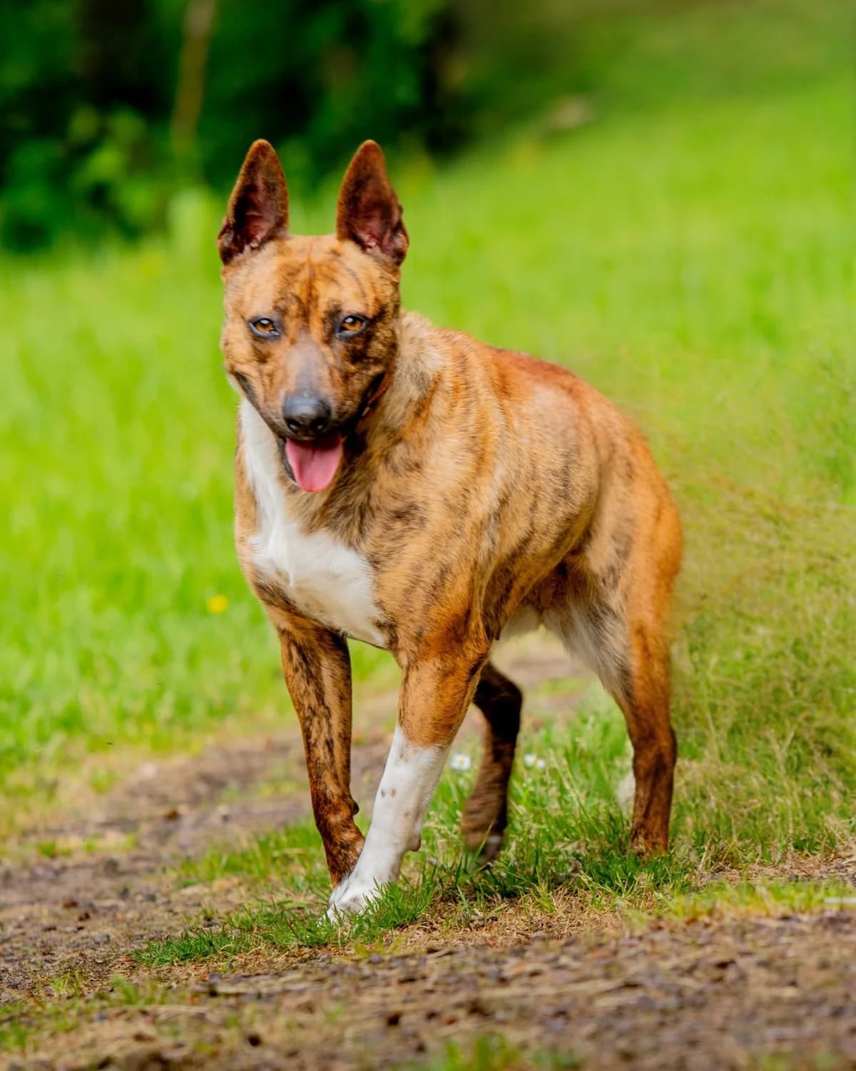 INKA - 2 ANS ET 9 MOIS, female young Mixed Breed for adoption at Refuge des Orphelins - Association Stéphane Lamart