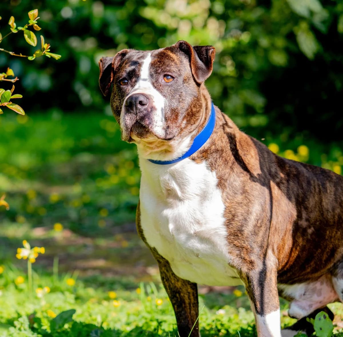 KIMBO - 9 ANS ET 9 MOIS, male senior Mixed Breed for adoption at Refuge des Orphelins - Association Stéphane Lamart