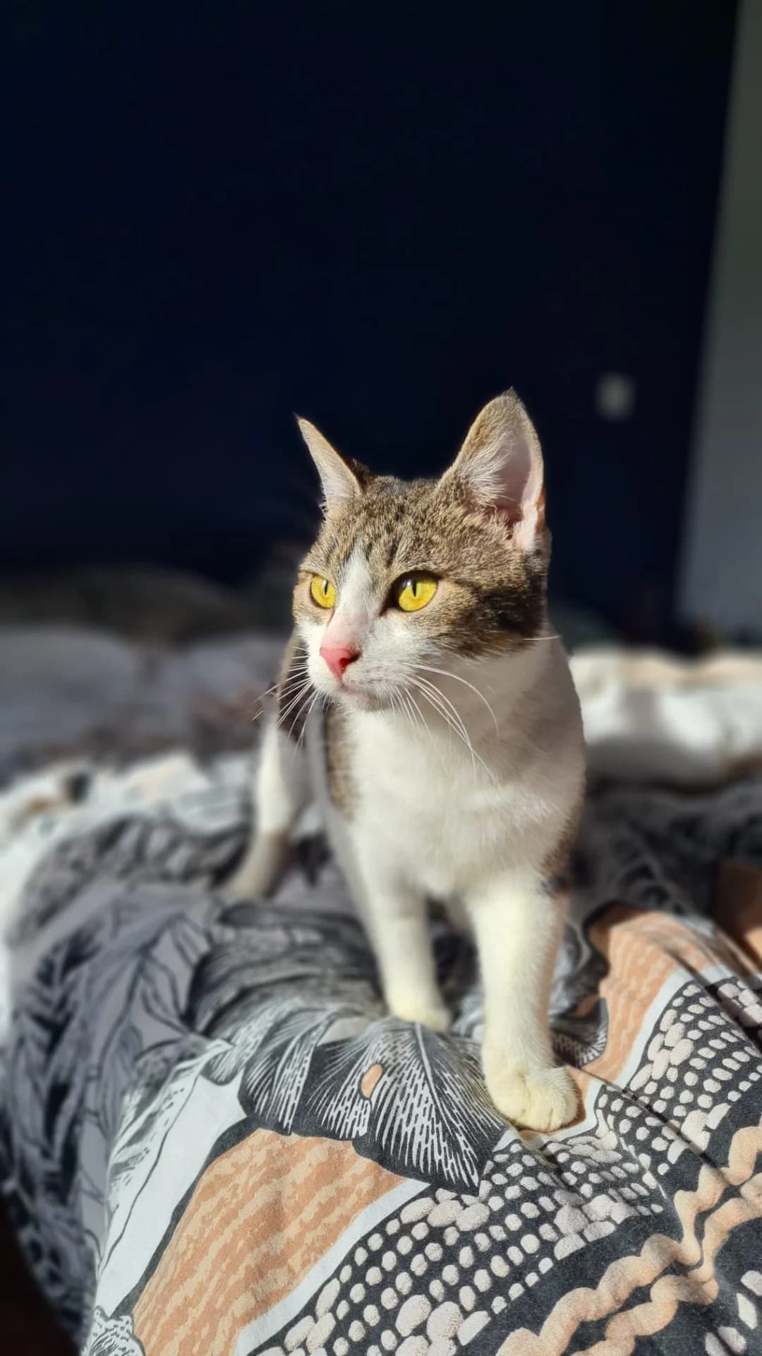 KIRA - 3 ANS, female 3yo Mixed Breed for adoption at Refuge des Orphelins - Association Stéphane Lamart