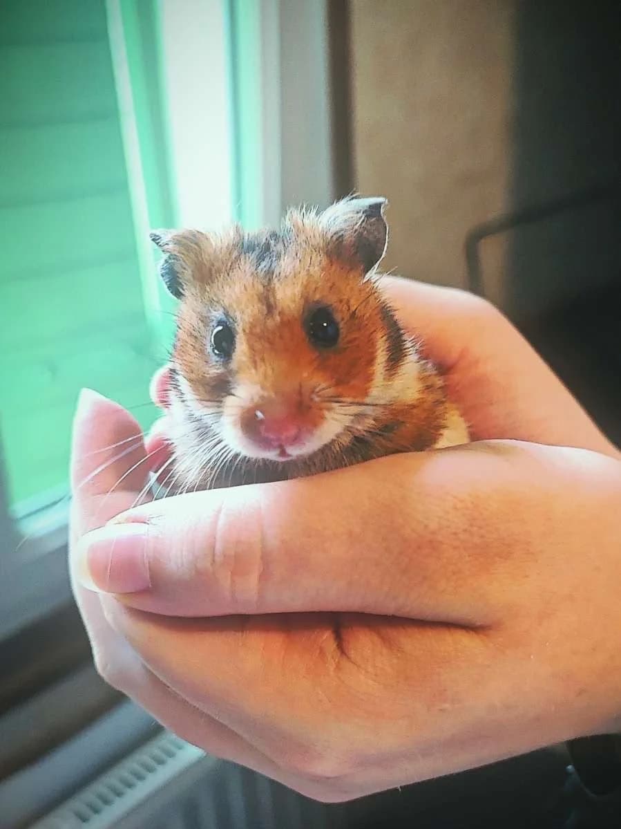 MALLOW - ADULTE, male Mixed Breed for adoption at Refuge des Orphelins - Association Stéphane Lamart