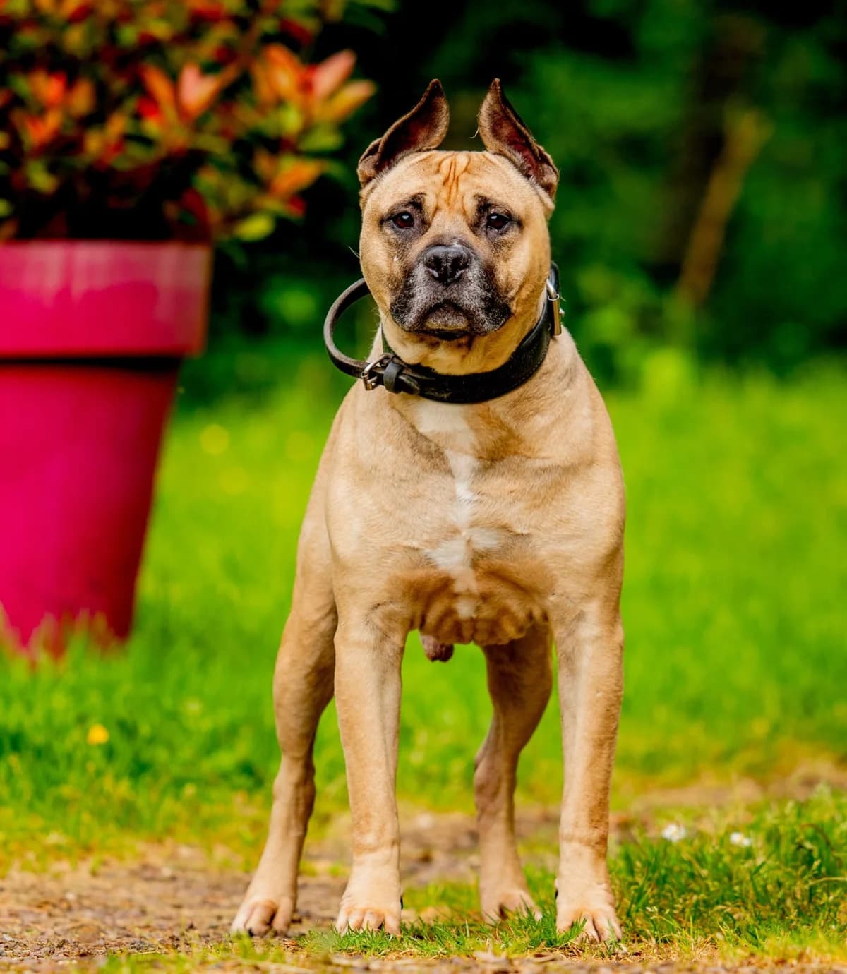 MARLOT - 11 ANS ET 4 MOIS, male senior Mixed Breed for adoption at Refuge des Orphelins - Association Stéphane Lamart