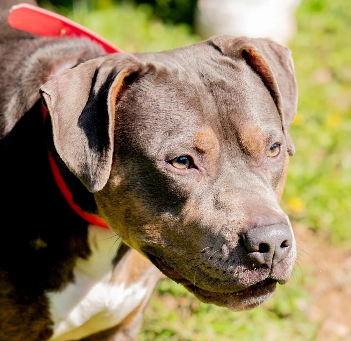 MAYA - 1 AN ET 9 MOIS, female young Mixed Breed for adoption at Refuge des Orphelins - Association Stéphane Lamart