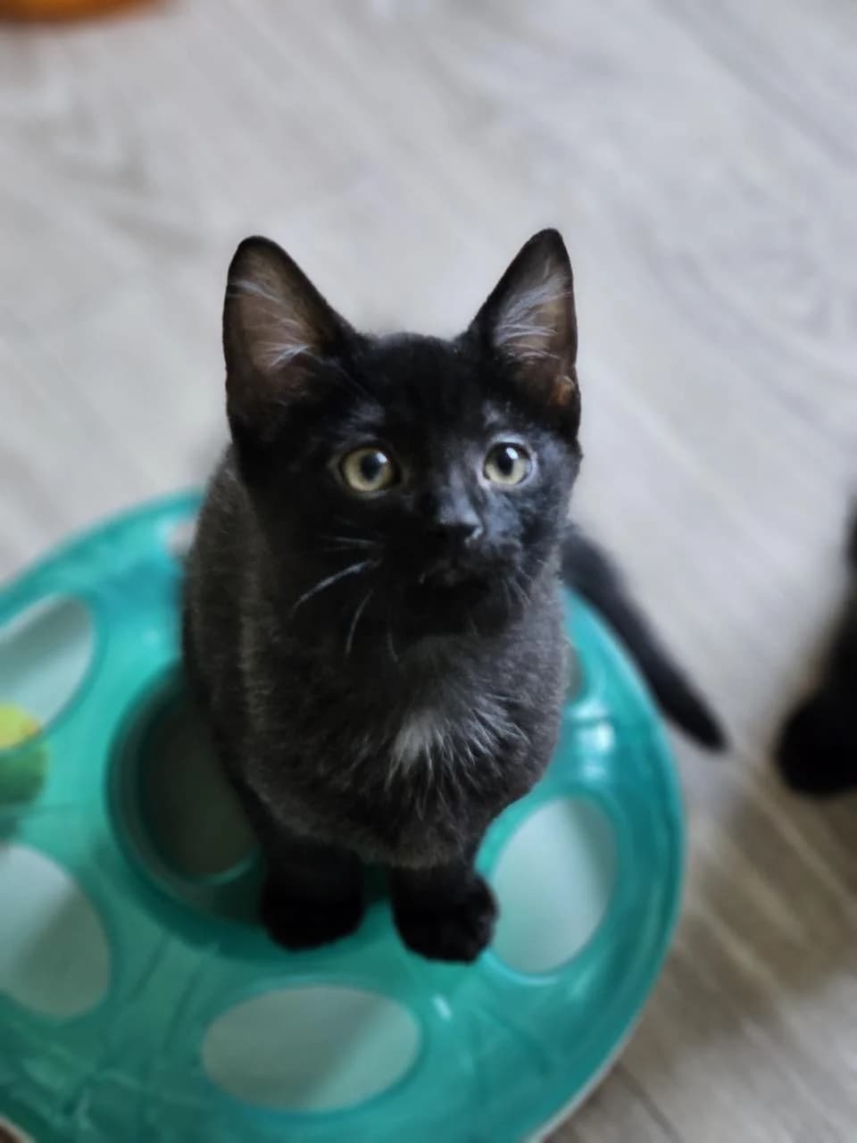 MOON - 2 MOIS, male Mixed Breed for adoption at Refuge des Orphelins - Association Stéphane Lamart