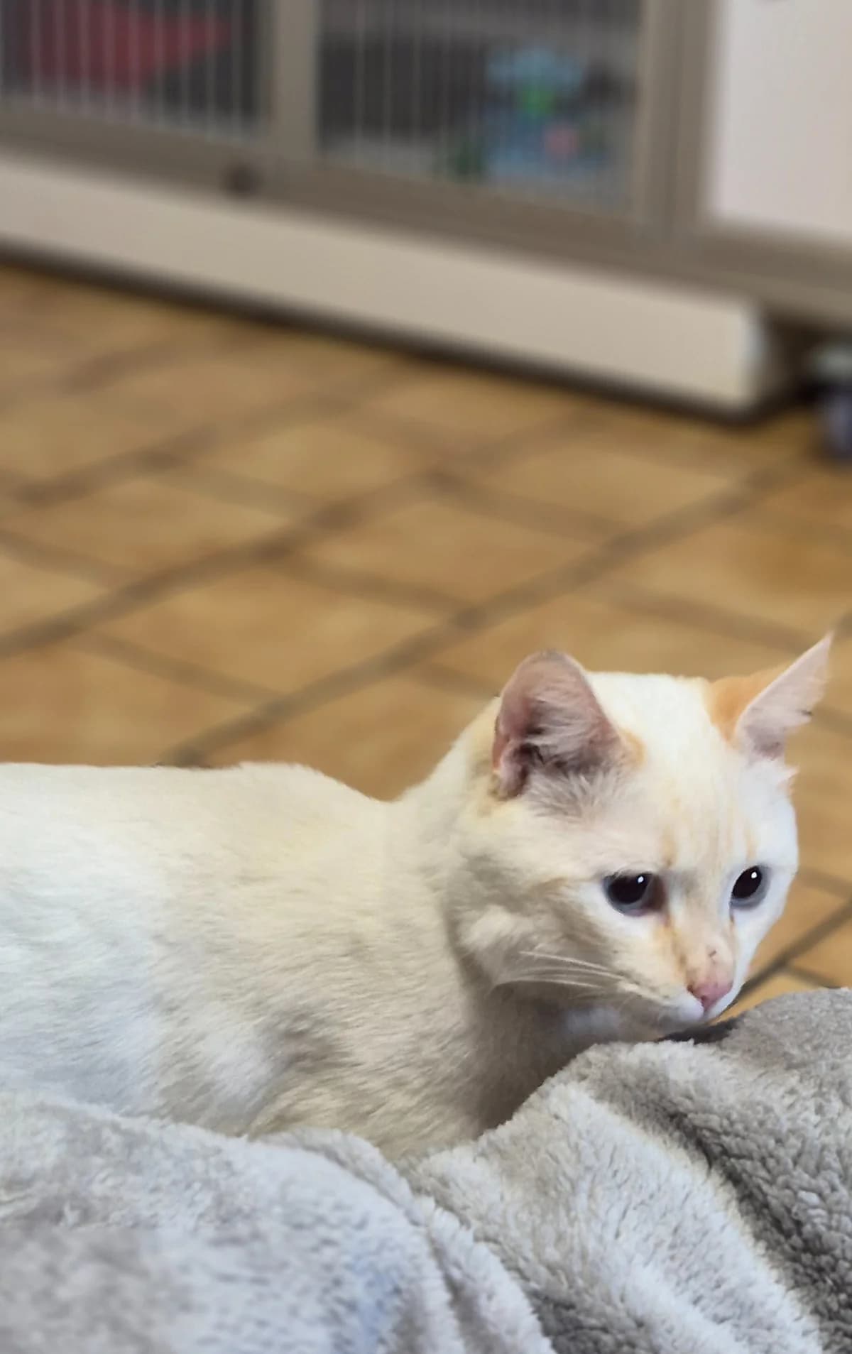ORION - 4 ANS, male 4yo Mixed Breed for adoption at Refuge des Orphelins - Association Stéphane Lamart