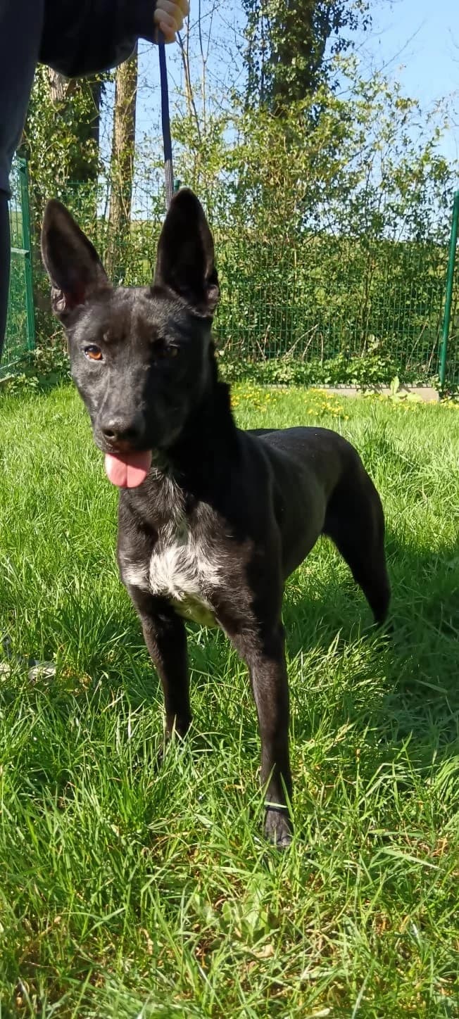 PAPRIKA - 6 MOIS, female Mixed Breed for adoption at Refuge des Orphelins - Association Stéphane Lamart