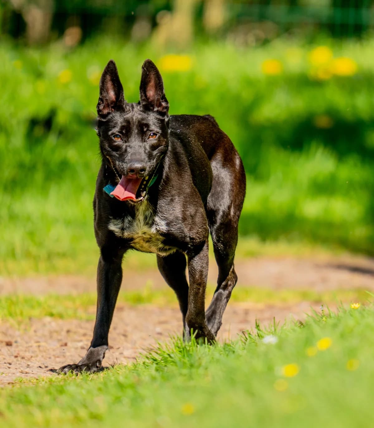 PAPRIKA - 1 AN ET 7 MOIS, female young Mixed Breed for adoption at Refuge des Orphelins - Association Stéphane Lamart